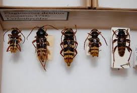 Attēlu rezultāti vaicājumam “Plagionotus detritus imago”