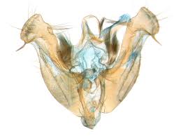 Attēlu rezultāti vaicājumam “Apamea ophiogramma”