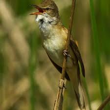 Attēlu rezultāti vaicājumam “Acrocephalus arundinaceus adult”