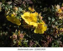 Attēlu rezultāti vaicājumam “Pentaphylloides fruticosa”