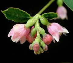 Attēlu rezultāti vaicājumam “Symphoricarpos albus fruit”