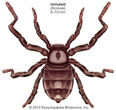 Attēlu rezultāti vaicājumam “Arachnida”