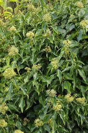 Attēlu rezultāti vaicājumam “Hedera helix  flower”