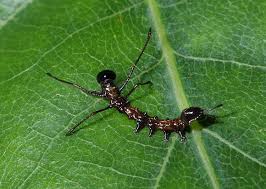 Attēlu rezultāti vaicājumam “Stauropus fagi”