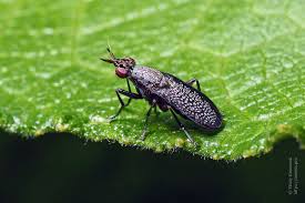 Attēlu rezultāti vaicājumam “Coremacera marginata”