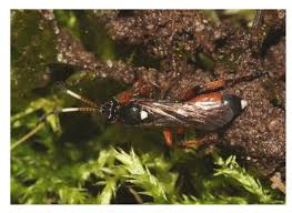 Attēlu rezultāti vaicājumam “Maculinea alcon underside”