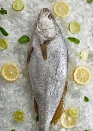 Image result for Argyrosomus regius