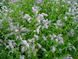 Attēlu rezultāti vaicājumam “Mentha longifolia flower”