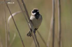 Image result for Emberiza pallasi