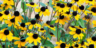 Image result for Rudbeckia