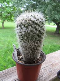 Attēlu rezultāti vaicājumam “Cribraria martinii stalked”