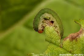 Attēlu rezultāti vaicājumam “Allantus cinctus”