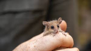 Attēlu rezultāti vaicājumam “Ophiotheca chrysosperma”