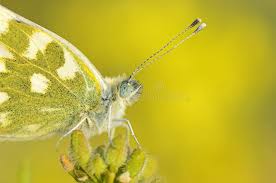Attēlu rezultāti vaicājumam “Pontia edusa underside”
