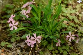 Attēlu rezultāti vaicājumam “Silene viscaria fruit”