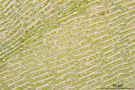Attēlu rezultāti vaicājumam “Isothecium alopecuroides”