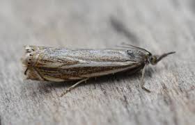 Attēlu rezultāti vaicājumam “Crambus lathoniellus”