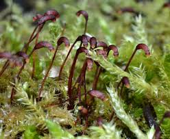 Attēlu rezultāti vaicājumam “Brachythecium”