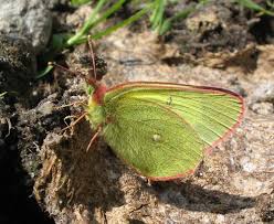Attēlu rezultāti vaicājumam “Colias palaeno upperside”