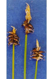 Attēlu rezultāti vaicājumam “Carex dioica male flower”