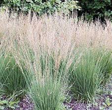 Attēlu rezultāti vaicājumam “Molinia caerulea flower”