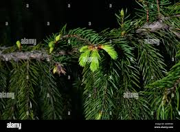Attēlu rezultāti vaicājumam “Picea abies fo. virgata leaf”