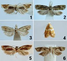 Attēlu rezultāti vaicājumam “Ancylis badiana”
