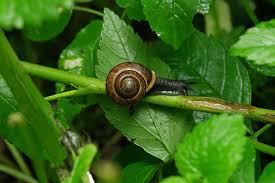 Attēlu rezultāti vaicājumam “Arianta arbustorum”