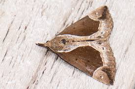 Attēlu rezultāti vaicājumam “Hypena crassalis”