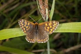 Attēlu rezultāti vaicājumam “Hamearis lucina underside”