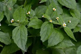 Attēlu rezultāti vaicājumam “Galinsoga quadriradiata leaf”