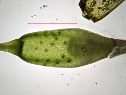 Attēlu rezultāti vaicājumam “Orthotrichum affine var. affine”