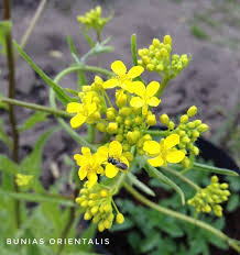 Attēlu rezultāti vaicājumam “Bunias orientalis flower”