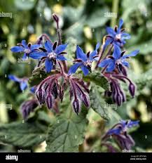 Attēlu rezultāti vaicājumam “Boraginaceae”