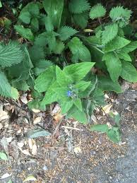 Attēlu rezultāti vaicājumam “Mercurialis perennis flower”