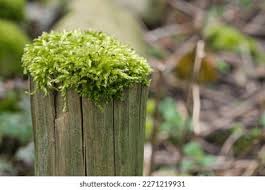 Attēlu rezultāti vaicājumam “Hypnum cupressiforme sporophyte”