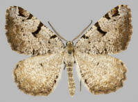 Attēlu rezultāti vaicājumam “Macaria wauaria”