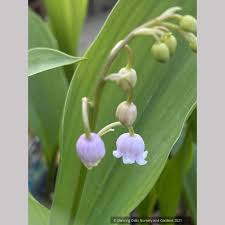 Attēlu rezultāti vaicājumam “Convallaria majalis flower”