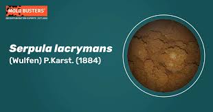 Attēlu rezultāti vaicājumam “Didymium serpula spores”