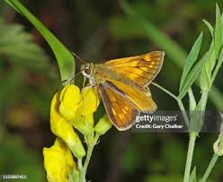 Attēlu rezultāti vaicājumam “Ochlodes sylvanus”