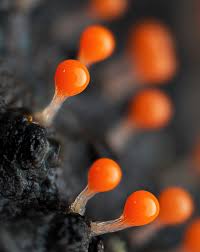 Attēlu rezultāti vaicājumam “Trichia, Hemitrichia sp.”