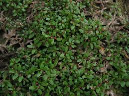 Attēlu rezultāti vaicājumam “Elatinaceae”