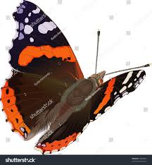 Attēlu rezultāti vaicājumam “Vanessa atalanta”