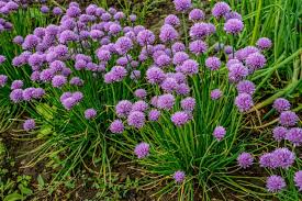 Attēlu rezultāti vaicājumam “Allium schoenoprasum bud”
