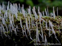 Attēlu rezultāti vaicājumam “Eocronartium muscicola”