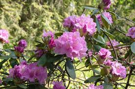 Attēlu rezultāti vaicājumam “Rhododendron catawbiense”