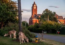 Image result for Craigavon Cougars