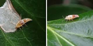 Attēlu rezultāti vaicājumam “Coniopterygidae”