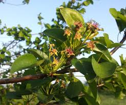 Attēlu rezultāti vaicājumam “Pyrus pyraster”
