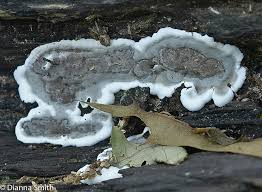 Attēlu rezultāti vaicājumam “Kretzschmaria deusta”